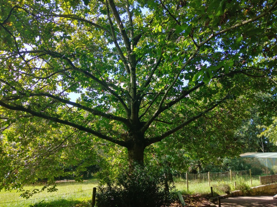 Castanheiro.jpg