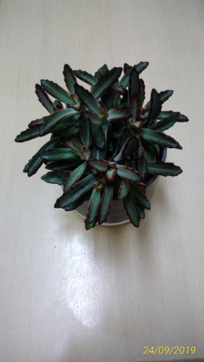 KALANCHOE ORELHAS DE GATO.jpg