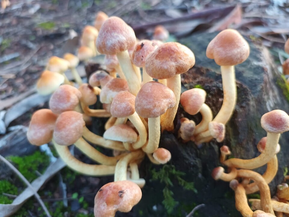 Não me canso disto cogumelos6.jpg