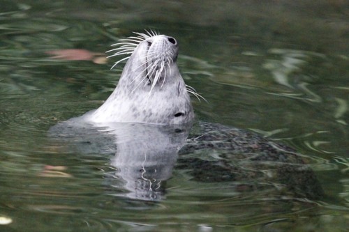 animal-world-3285361_960_720.jpg