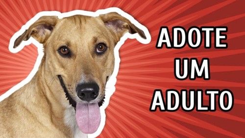 7 vantagens em adotar um Cão adulto 7 vantagens em adotar um Cão adulto