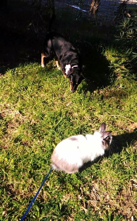 Bom dia _maggie e Fluffy.jpg