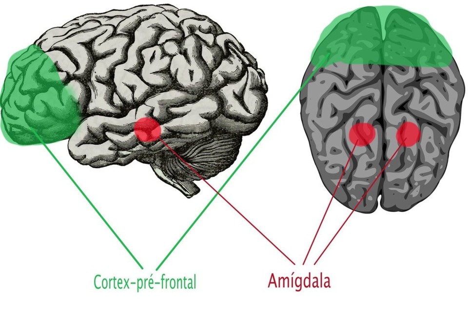 2019-02-13+-+Cérebro+&amp;+emoções+-+regular+(image