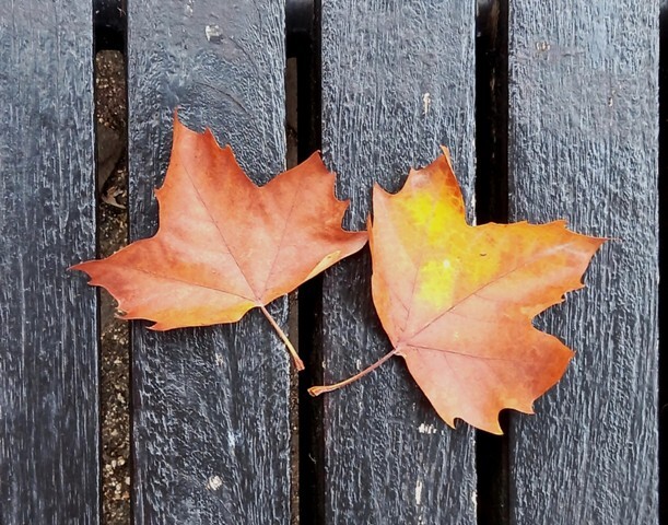 1000020447cópia - Cópia.jpg