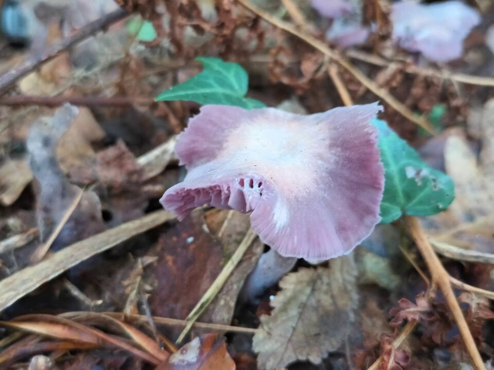 Não me canso disto Cogumelo 8.jpg