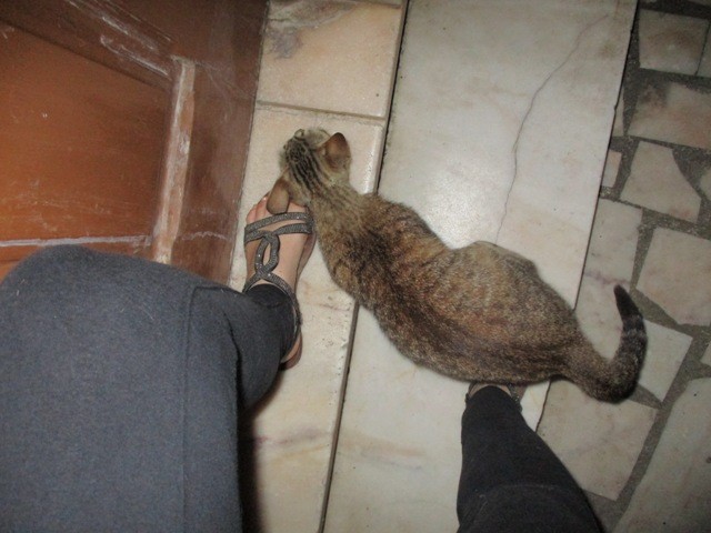 IMG_9703 - Cópia.JPG