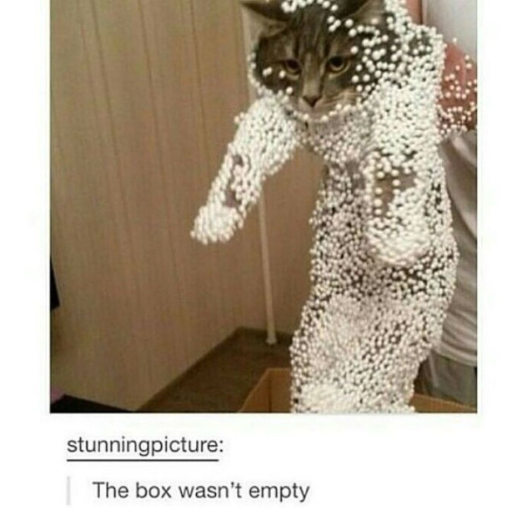 cat-meme-81.jpg