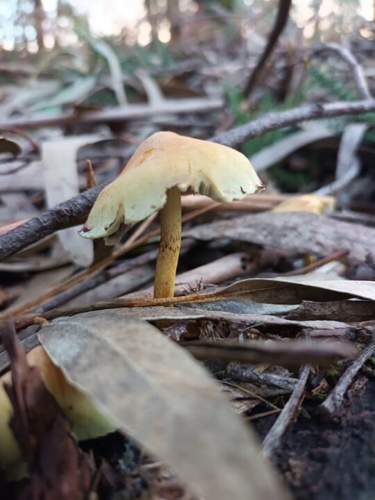 Não me canso disto cogumelos5.jpg