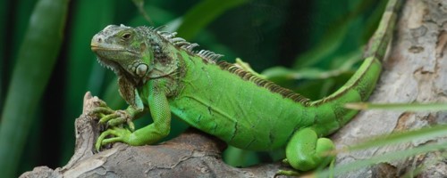 iguana verde iguana verde