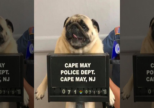 HD Polícia tira foto a cão fugitivo1.jpg
