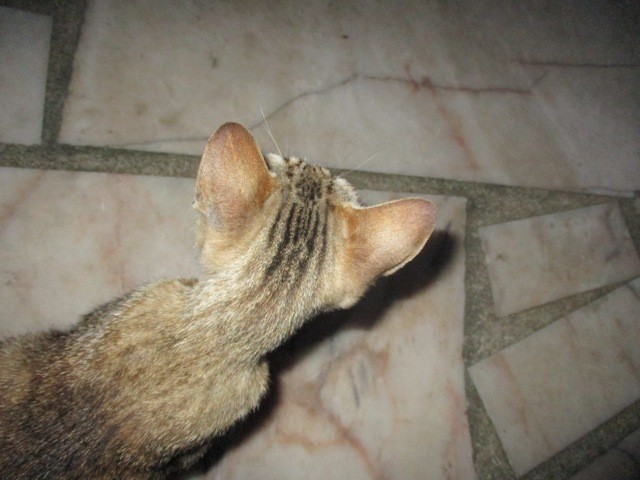 IMG_9699 - Cópia.JPG