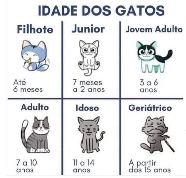 idade dos gatos.jpg