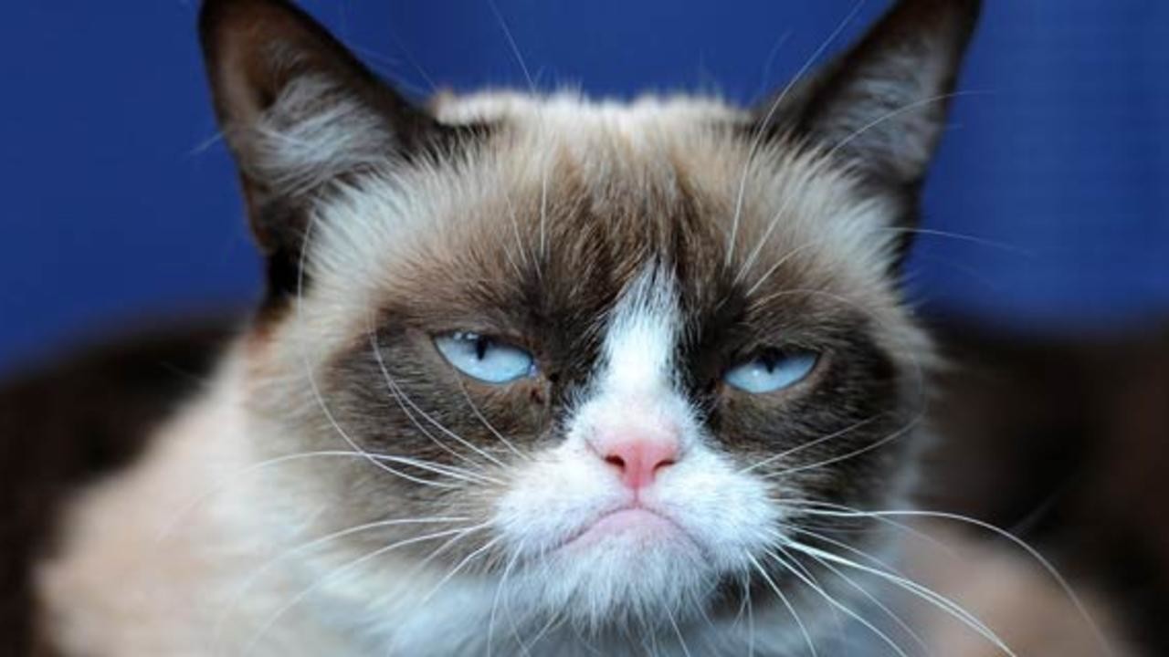grumpy-cat.jpg