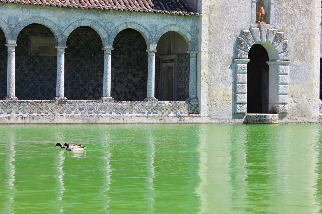 patos.JPG