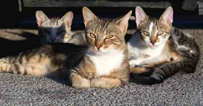 SP_bauru_castracao_jue4_three-street-cats.jpg
