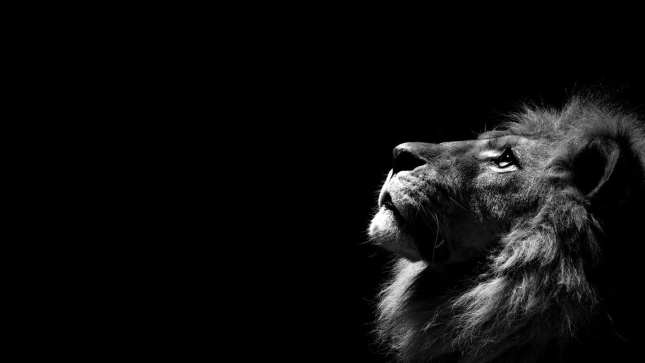 lion.jpg lion.jpg