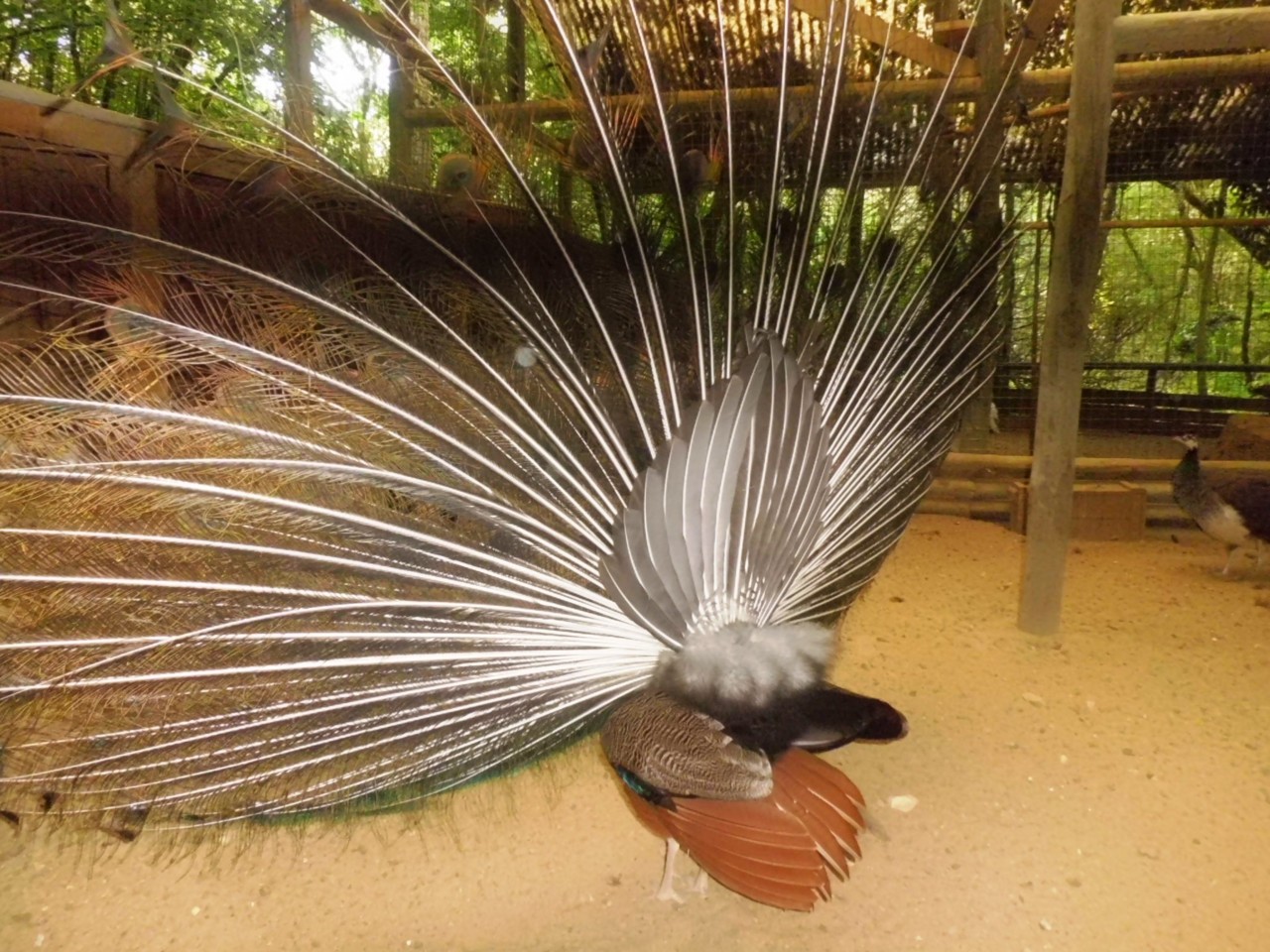 pavão 1.JPG