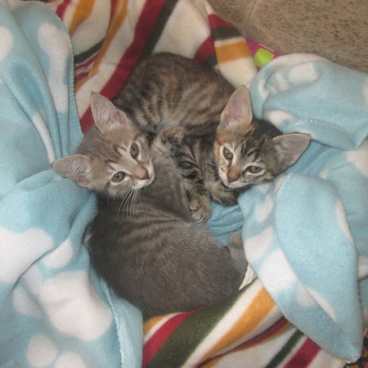 13495427_1740675572871246_4666818676144025932_o[1]