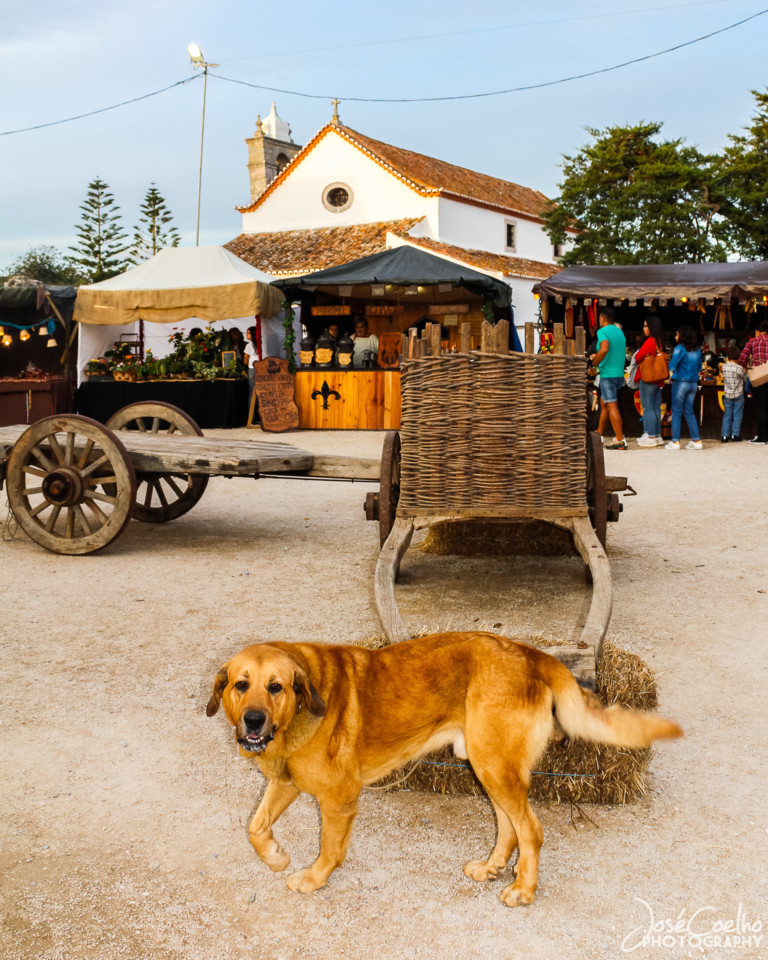 festival romano museu odrinhas 2019 (9).jpg
