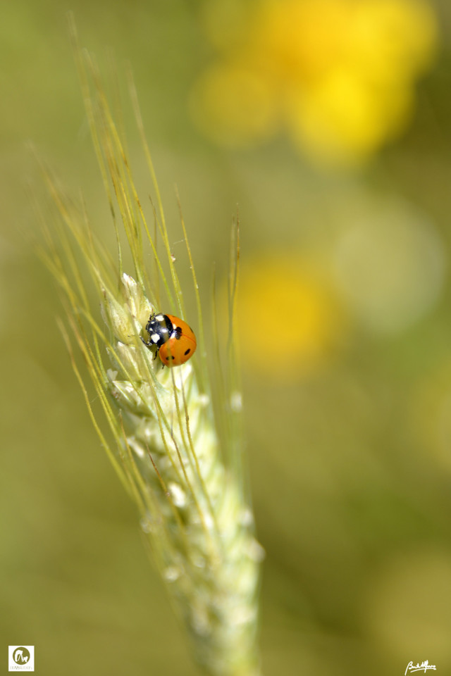 _D803547a.jpg