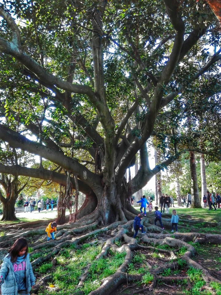 jardim tropical belem (4).jpg