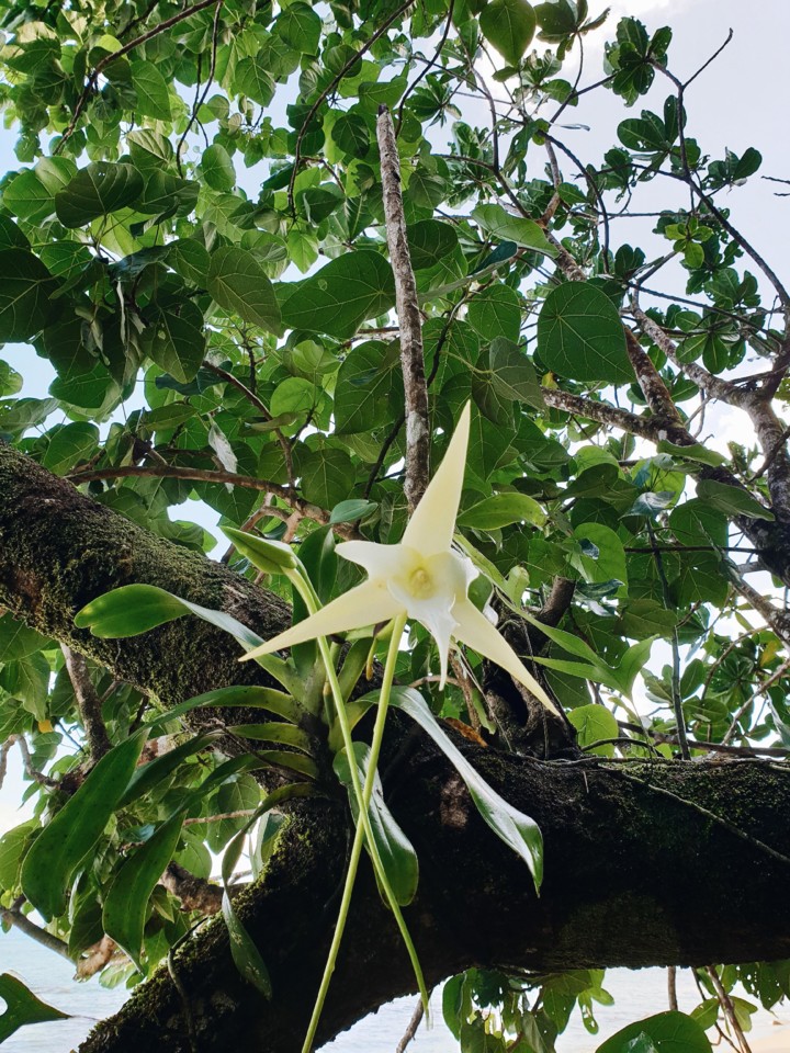 masoala-orquidea.jpg masoala-orquidea.jpg