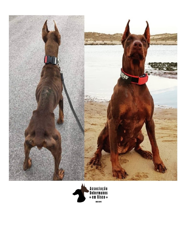 DobieHope4.jpg DobieHope4.jpg