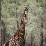 girafa4.jpg