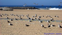 2011-10-08ObsCosteira (8) copy.jpg