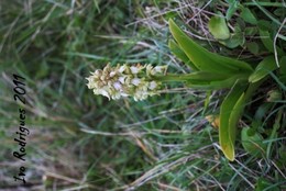 Barlia robertiana - hipocrom&aacute;tica