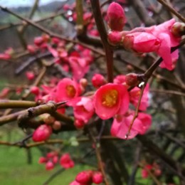 quince_-chaenomeles-speciosa_20180203_175435_682.j