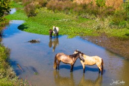 Horses in  shallow river water.jpg