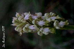 Barlia robertiana - hipocrom&aacute;tica