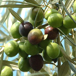 galeria_1_1060399439.jpg