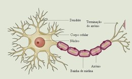 neur&oacute;nioo.jpg