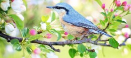 bird-2295431_1280 - C&oacute;pia.jpg
