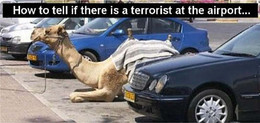 terrorist-spotted-at-airport-camel-in-parking-lot.